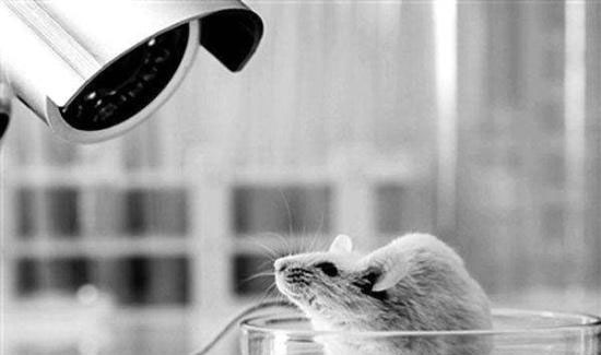 科学家在动物试验中破解熬夜损伤身体之谜?