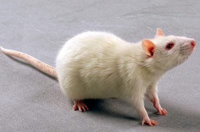 类风湿关节炎中医寒湿痹证动物模型怎么制备?