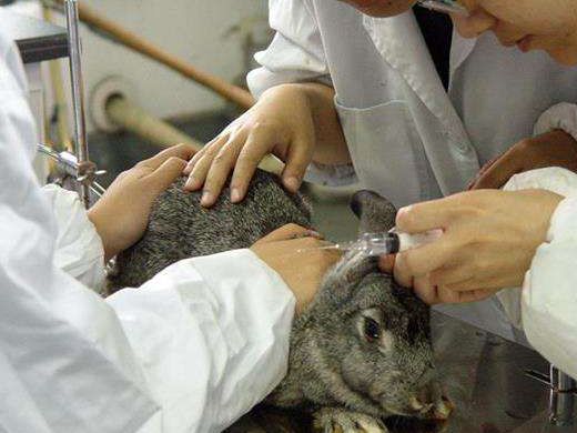 冻伤动物模型怎么制备？