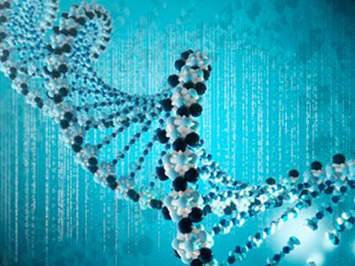 小鼠实验研究中表明：1+1>2的基因突变