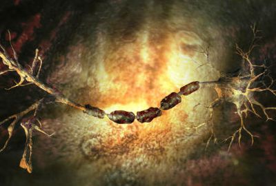 动物实验揭示神经元可以变身