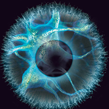 【动物实验】-小鼠大脑可塑性有望治疗失明