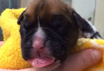 【动物实验】-科学家首用死后组织复制狗狗 英国情侣重获爱犬