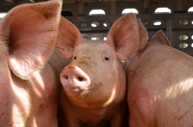 【动物实验】-来自猪的薄层材料可促进人体内的肌肉生长