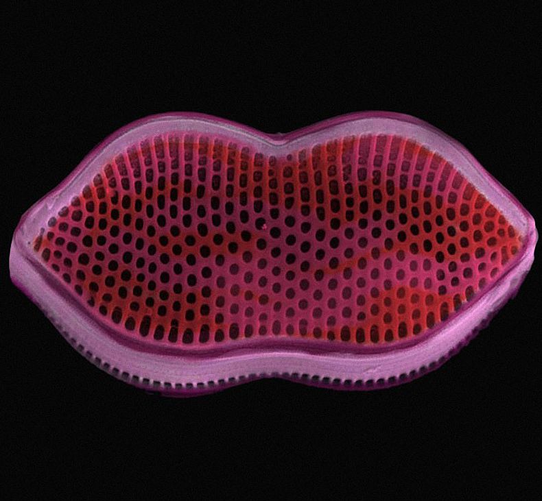 【动物实验】-水生所揭示硅藻油脂积累的新机制