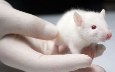 小鼠AD新模型实验提示贝沙罗汀治疗AD的功效取决于AD疾病所处阶段