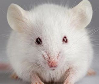 【动物实验】-刮伤皮肤会引起肠道对食物的过敏反应