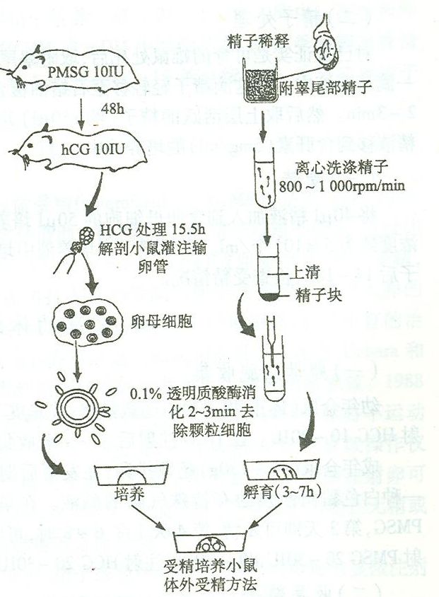 【动物实验】-小鼠的体外受精技术解析