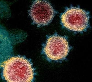 哺乳动物更易于感染SARS-CoV-2病毒