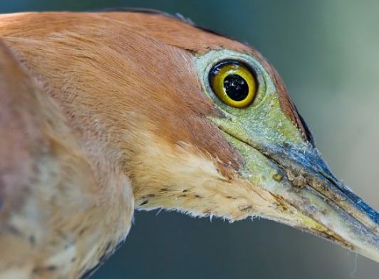 动物实验：脊椎动物视力的演化