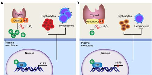 【动物造模】-首例甲减猪模型是怎么建立的？