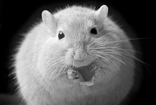 基因突变为什么能使小鼠出现饮食障碍？