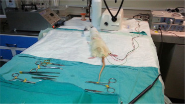 【动物造模】-黄芪对高血压大鼠血管重构中内质网应激反应的影响