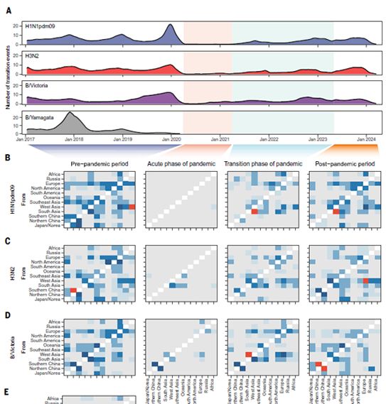我国学者与海外合作者在季节性流感病毒的全球传播动态研究方面取得进展