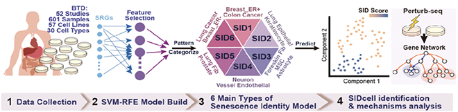 我国学者在单细胞水平鉴定衰老方面取得突破