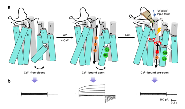 我国学者在老药新用及其作用机制研究方面取得进展