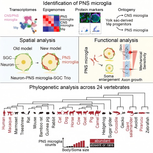 我国学者首次在外周神经系统发现小胶质样细胞