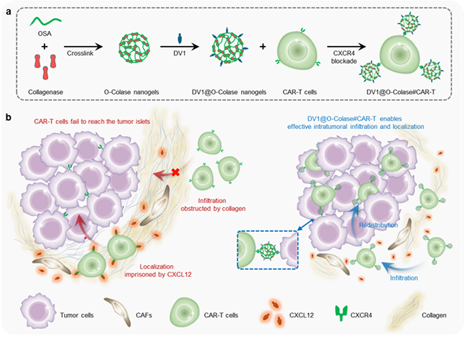 我国学者在实体瘤CAR-T细胞疗法方面取得进展