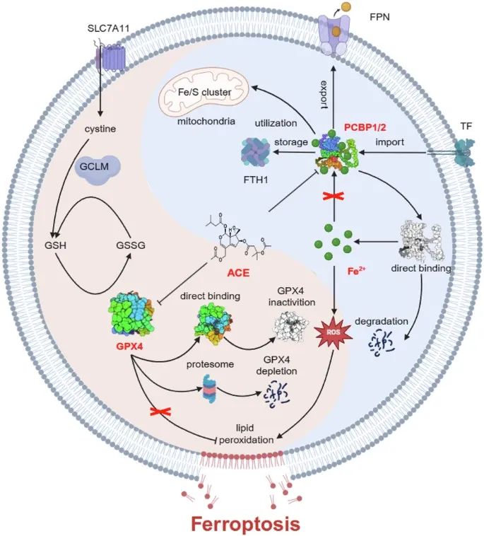 STTT| 张卫东/刘三宏团队揭示蜘蛛香中乙酰缬草素靶向PCBP1/2和GPX4诱导结直肠癌铁死亡