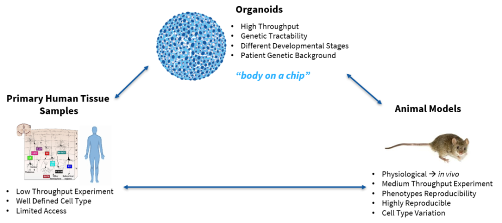 类器官全景解读：全方位系统性了解类器官