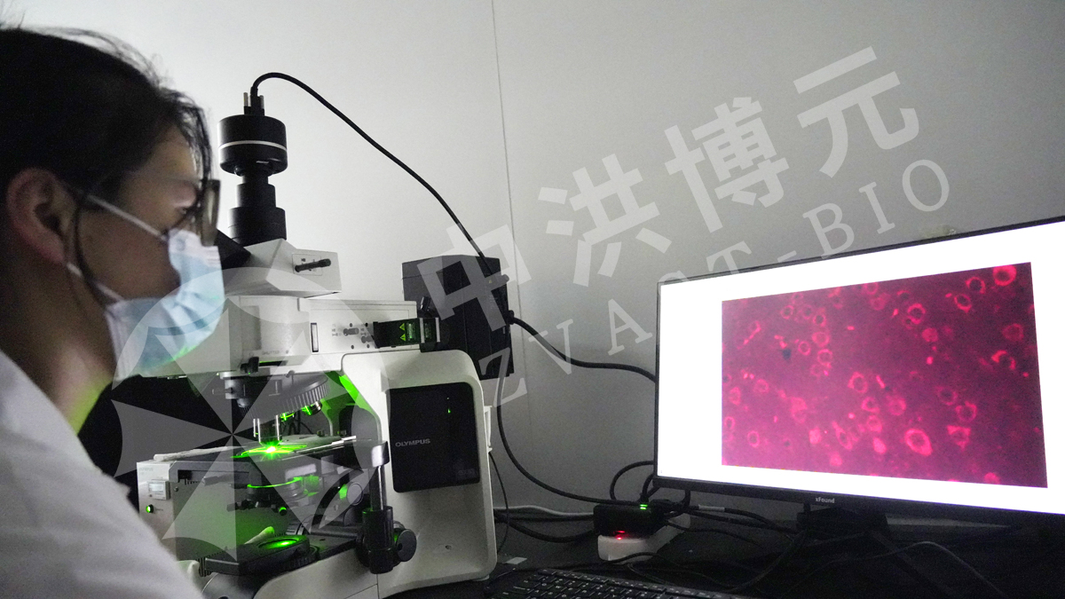 做实验，来中洪！中洪博元实景呈现，实力见证