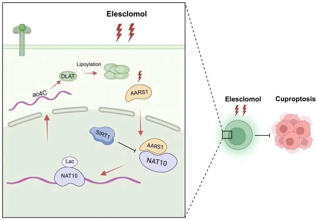 徐州医科大学研究生共同一作在《PNAS》上发表研究