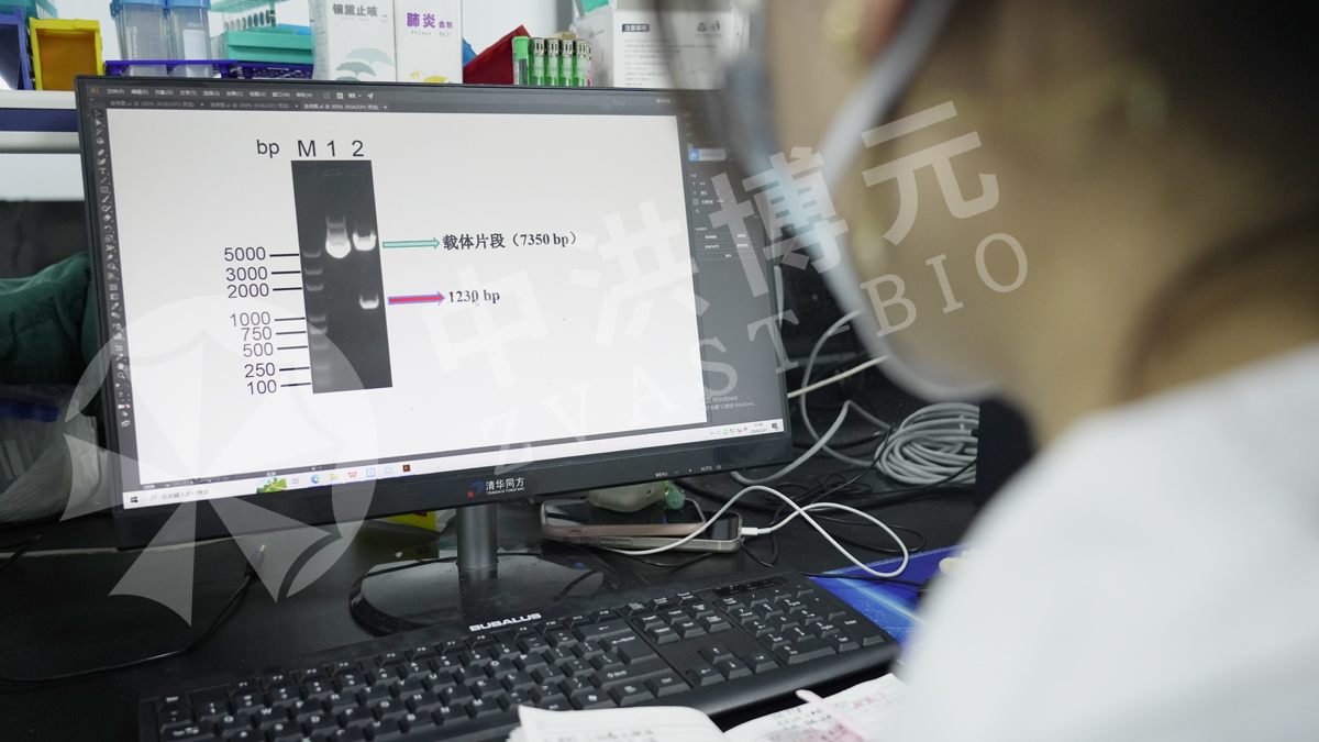 做实验，来中洪！从动物造模到标本检测，每一组实验数据都依托标准化实验落地。严谨把控实验细节，稳定的实验数据是课题推进最踏实的底气，靠谱的实验平台让您省心高效。