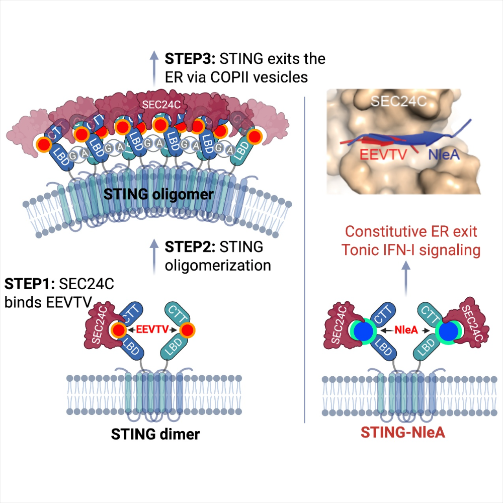 Cell | 闫楠团队揭示STING通过COPII向高尔基体转运的机制